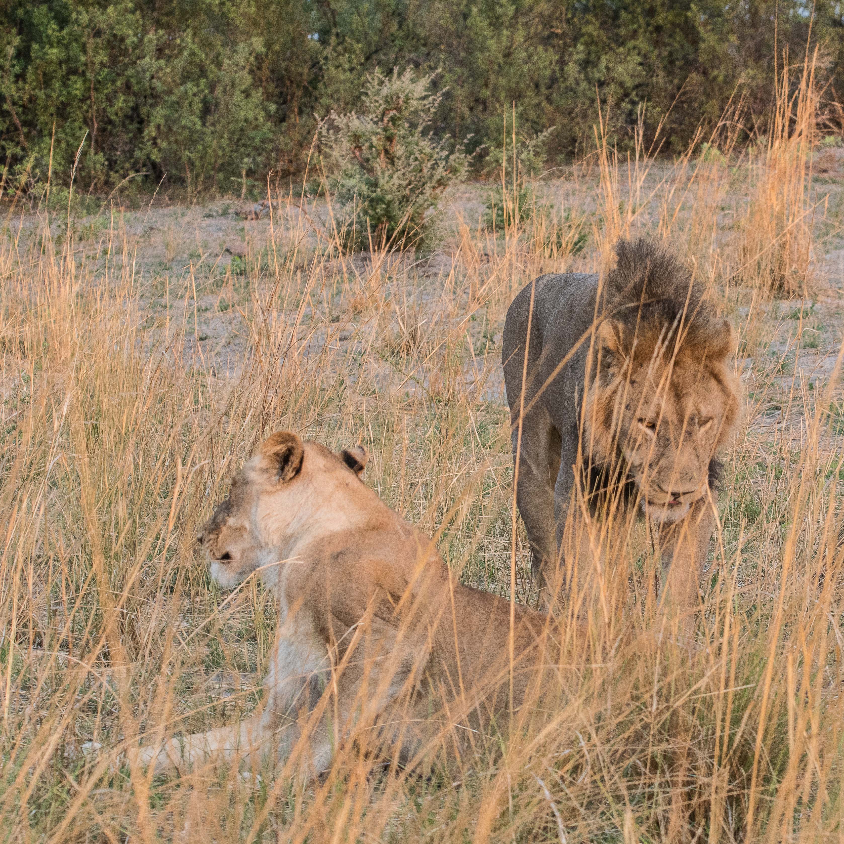 Lions (Lion, Panthera leo) se préparant à l'accouplement,  Réserve de Kwando, Botswana.